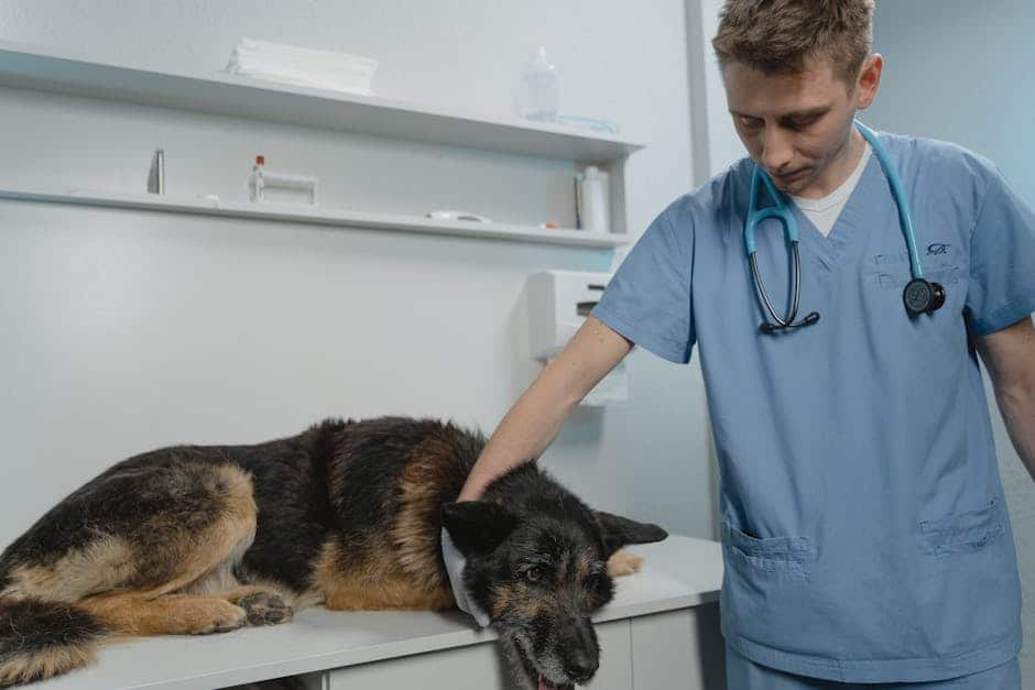 veterinary data services